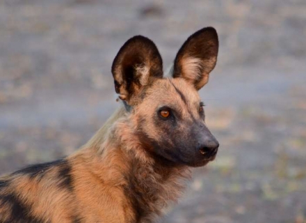 12 night Painted Dogs of Zimbabwe