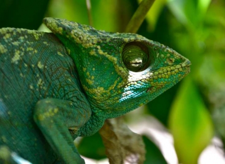 14 Night Wildlife, Culture and Islands of Madagascar