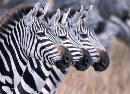 11 Night Azura Selous and Fundu Lagoon Pemba – 4 free nights!