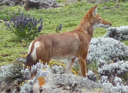 13 Day Gondar, Simien Mountains, Lalibela and Bale Mountains