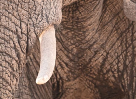 15 Night Masai Mara, Zanzibar and Mafia Island with swimming pools