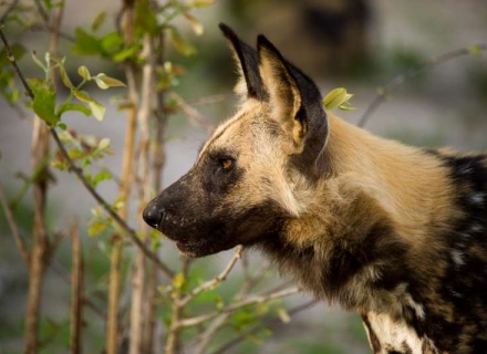14 Night Journey to Botswana, Zimbabwe and Mozambique