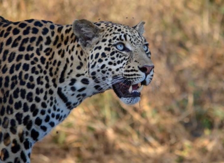 11 Night Budget South Luangwa Safari