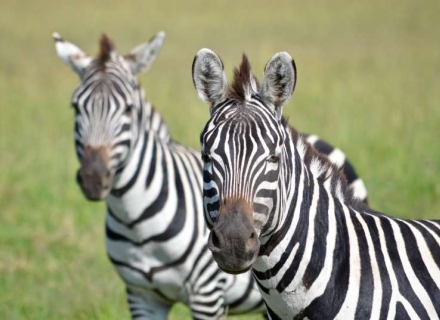 10 Night Tented Conservancy Explorer and Lamu Island