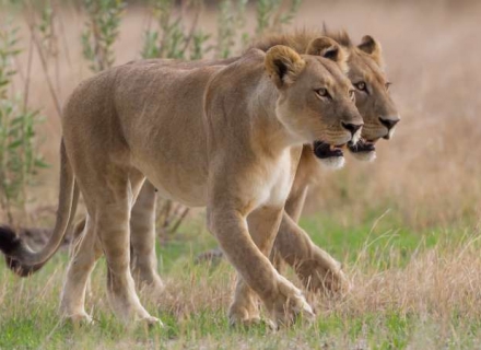 Kenya Photographic Safaris
