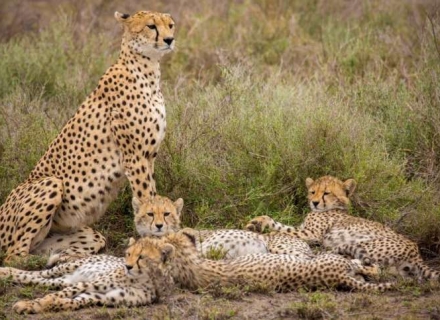 9 Night Remote Big Game in Katavi, Ruaha and Selous