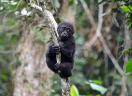 20 Day Lowland Gorillas of Odzala plus Wildlife of Ethiopia