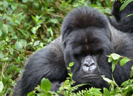 8 Night Gorillas, Golden Monkeys and Chimps – Rwanda and Uganda