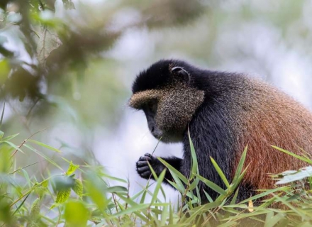 8 Night Gorillas, Golden Monkeys and Chimps in Rwanda and Uganda