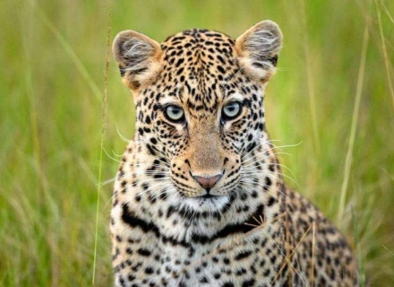 7 Night Luxury Rwanda with Wilderness Safaris