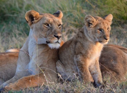 Child and Family Friendly Safari Special Offers