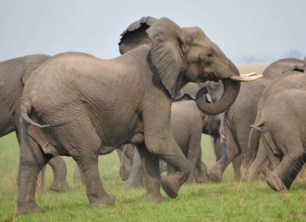 12 night Camps with Character in the Kafue National Park