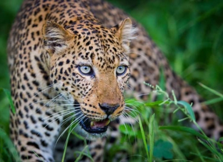 15 Night Wild Zambia – Kafue, South Luangwa and Lower Zambezi National Parks