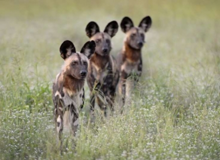 7 Night Carnivore Research Week – South Luangwa National Park