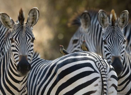 10 night South Luangwa Mobile walking Safari and Camps