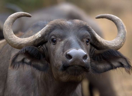 12 Night Mana Pools, Hwange and Kafue National Parks Flying Safari