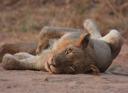 7 Night Luangwa Wilderness Experience