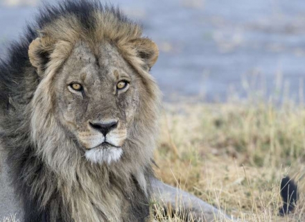 13 Night South Luangwa, Luambe and Livingstone Adventure at an Exceptional Price