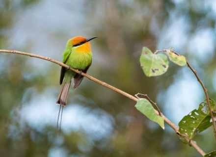 7 Night ‘River Journeys’ – a Green Season Safari in the South Luangwa National p