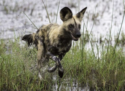 Zambia – No Single Supplement Safaris