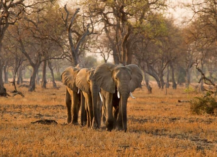 11 Nights Wilderness Walking in Zambia