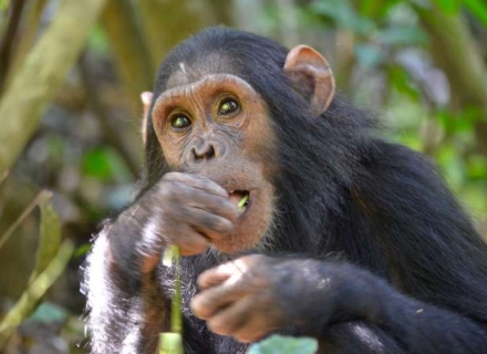 11 night Rwanda – Gorillas, Chimpanzees and The Big 5