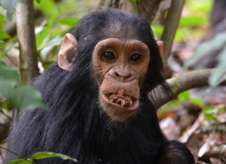 7 Night Rwanda Primate Journey