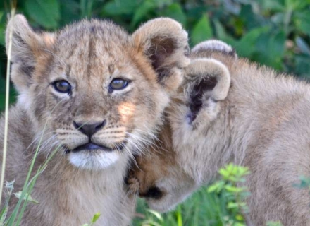 14 Night Gorillas of Rwanda, Serengeti, Mafia Island and Zanzibar