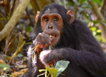 9 Night Remote Game & Chimpanzee Adventure – Ruaha, Katavi and Mahale