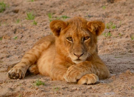 Ladies Only Small Group Safari to Zambia October 2020