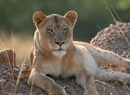 8 Night Botswana Superior Explorer &Beyond Small Group Safari