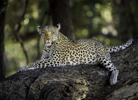 16 night Botswana Wilderness Experience – mid range luxury tented flying safari