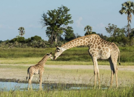 11 Night Zimbabwe and Botswana No Fly Safari