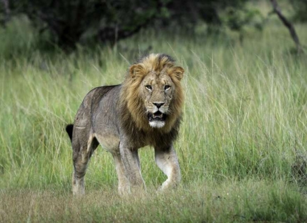 11 Night Okavango Kayaking and Tented Camp Safari