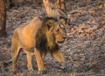 15 Night Wildcats of Western India