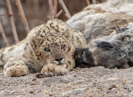 14 Night Snow Leopards and Tigers – Ladakh and Tadoba