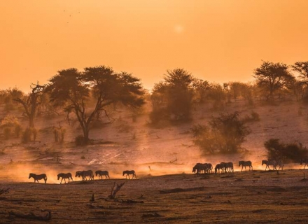 12 Night Botswana Family Safari – suitable for children aged 6 years and over