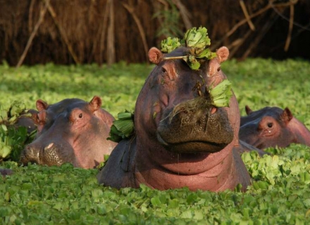 14 Night Botswana and Mozambique Honeymoon – A very Special Offer