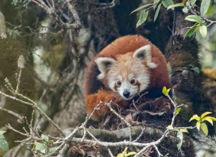 12 Night Red Pandas and Tigers – Pench, Kanha and Singalila