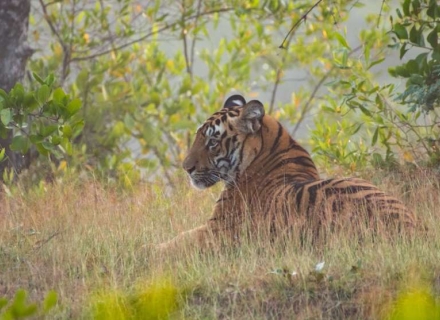 10 Night Photographic Safari to central India – Tadoba, Pench and Kanha