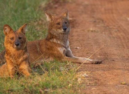 18 Night Wildlife and Culture of Southern India