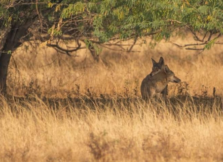 12 Night Wolves, Hyenas and Big Cats of Western India
