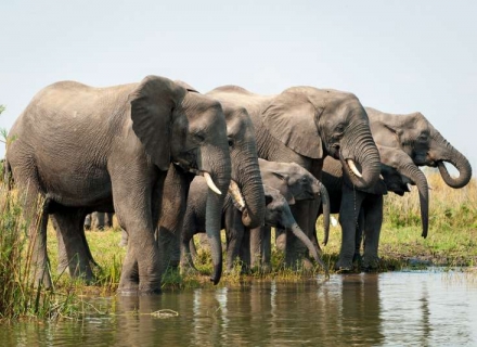 12 Night Malawi Conservation Safari – Wildlife, Tea Estates and Cichlids
