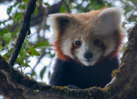 14 Night Wildlife of Eastern India – Tigers, Rhinos and Red Pandas