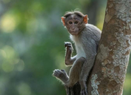 13 Night Endemics of the Western Ghats