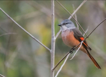12 Night Birding in the Himalayan Foothills