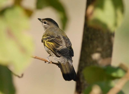 21 Day Southern Ethiopia Birding Extravaganza