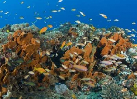 Africa and Indian Ocean Dive Calendar