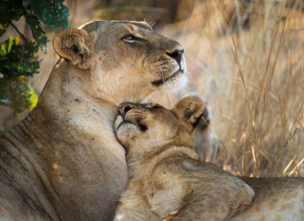 10 Night Livingstone, South Luangwa and Malawi with Robin Pope Safaris