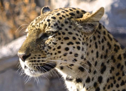 15 Night Luxurious South Luangwa safari and Lake Malawi Time & Tide